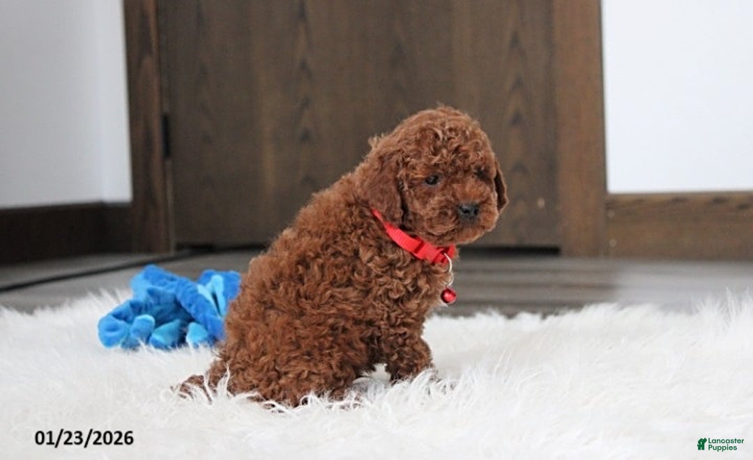 Toy Poodle dogs for sale: Abaro - Ad 6