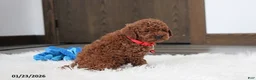 Toy Poodle dogs for sale: Abaro - Ad 18