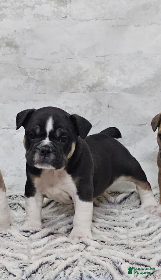 Mixed Breed dogs Mixed Breed Puppy 2 - Ad 28