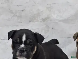 Mixed Breed dogs Mixed Breed Puppy 2 - Ad 28