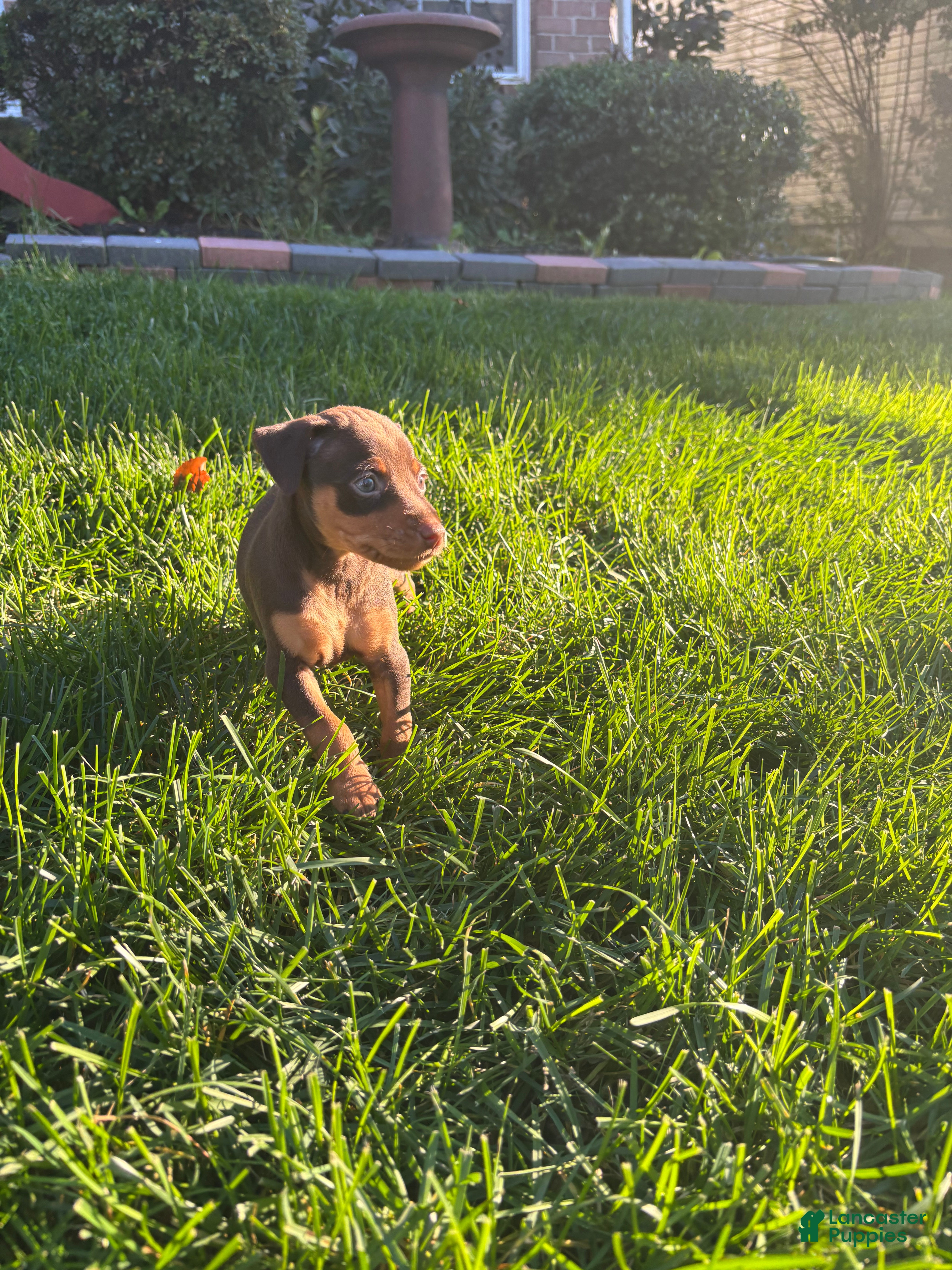 Miniature Pinscher dogs for sale: Big Brownie - Ad 38