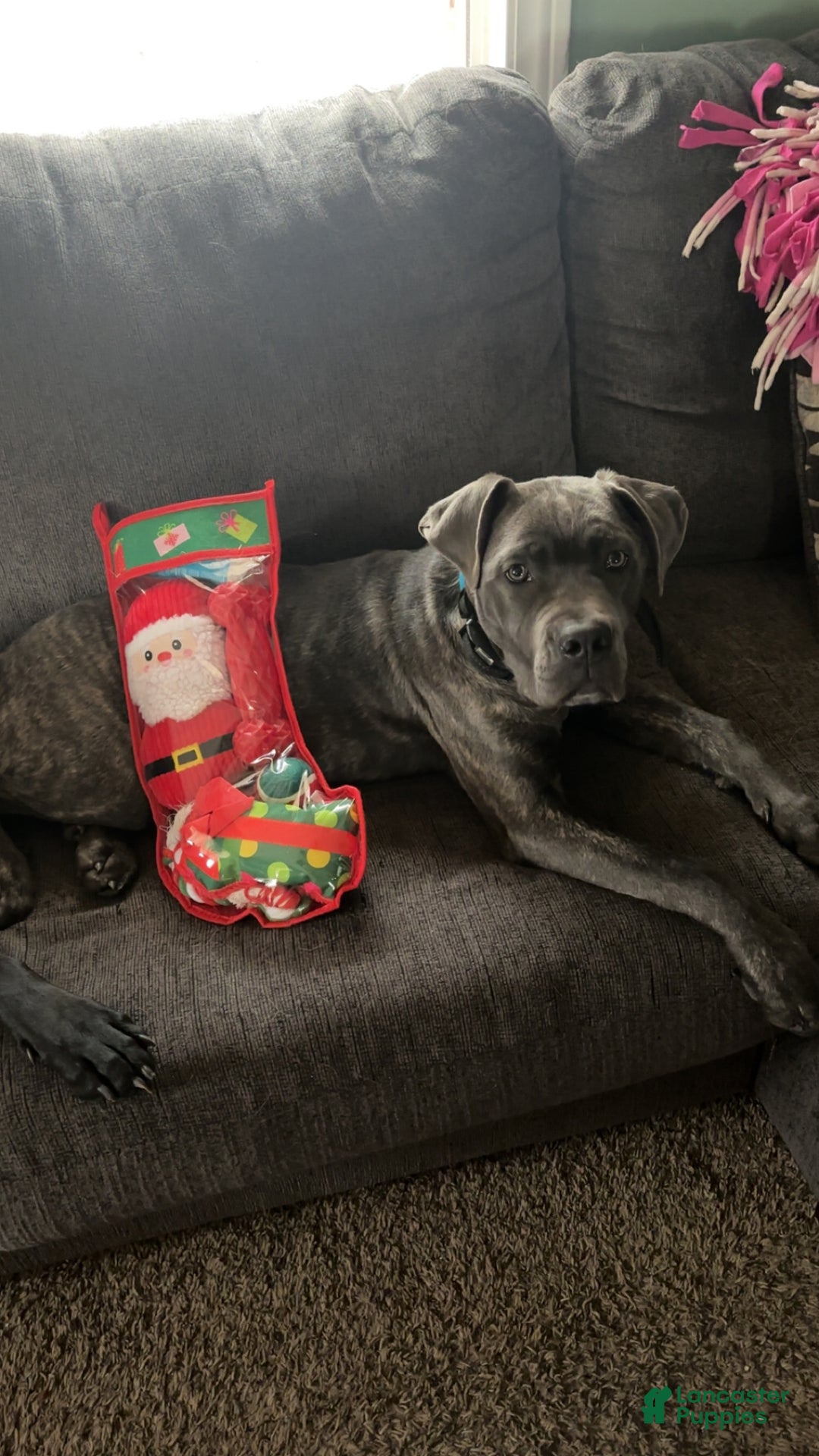 Cane Corso dogs for sale: Matrix - Ad 5