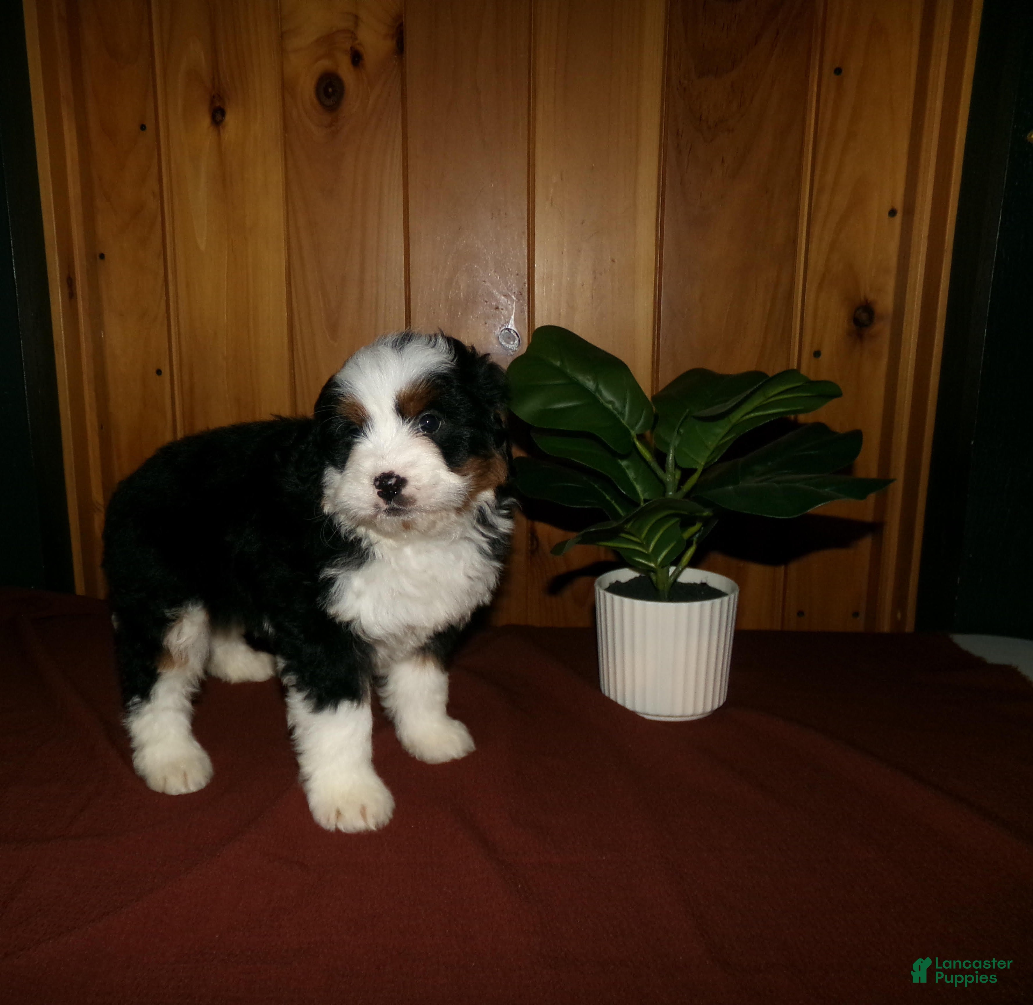 Mini Bernedoodle dogs Avery - Ad 2