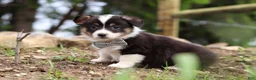 Welsh Corgi Pembroke dogs for sale: Ace - Ad 4