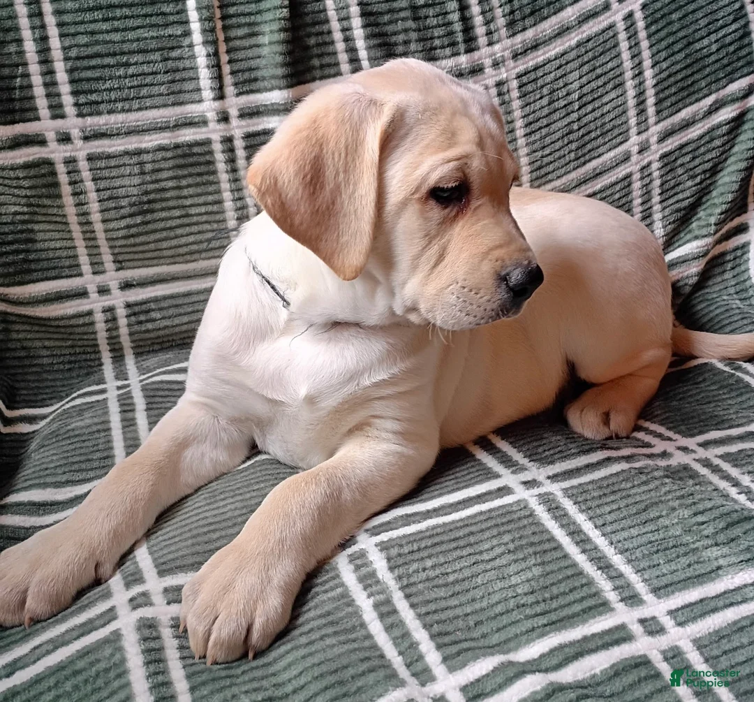 Labrador Retriever dogs for sale: Americano - Ad 2