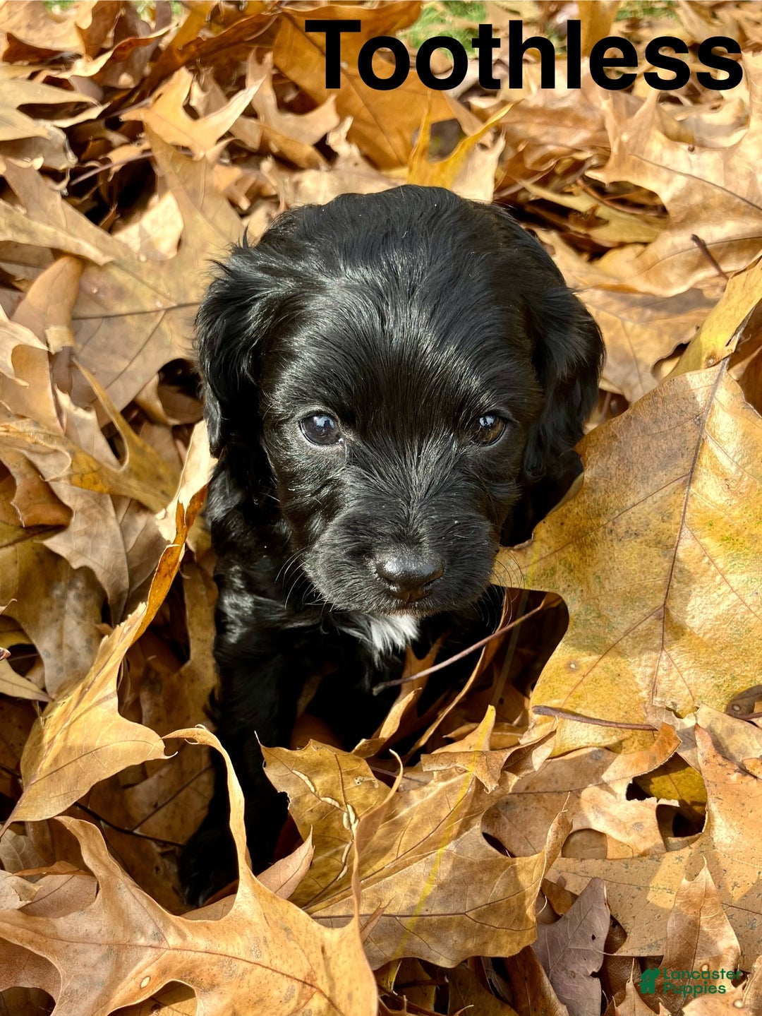 Cavapoo dogs for sale: Toothless - Ad 3