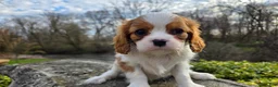 Cavalier King Charles Spaniel dogs for sale: Zion - Ad 12