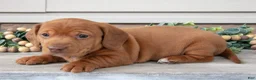 Miniature Dachshund dogs for sale: Landon - Ad 3