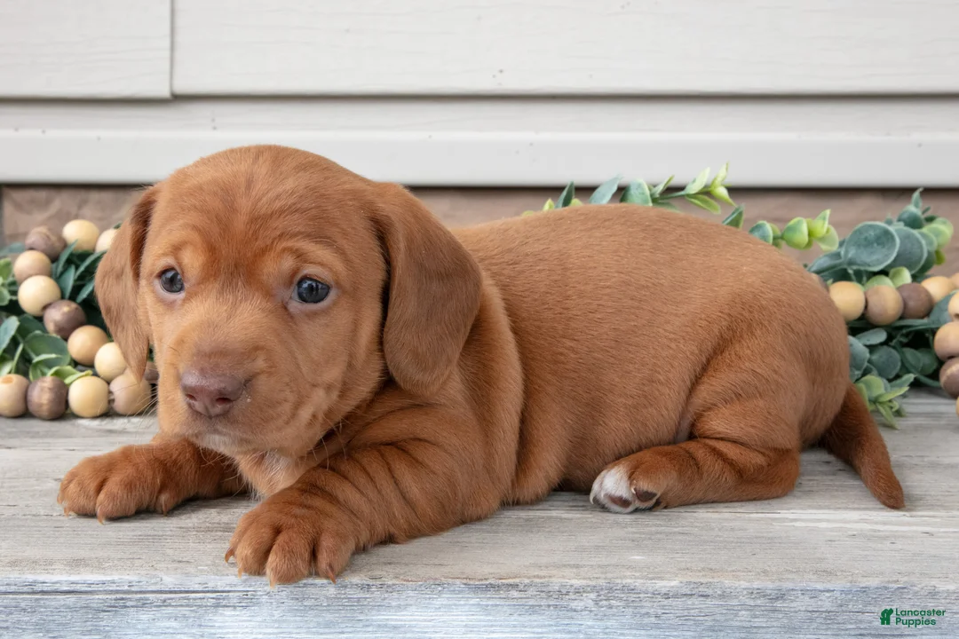 Miniature Dachshund dogs for sale: Landon - Ad 3