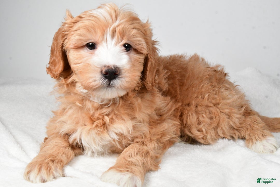 Mini Goldendoodle dogs for sale: Noelle - Ad 3