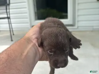 Labrador Retriever dogs Mars - Ad 15