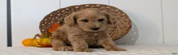 Schnoodle dogs for sale: Rover - Ad 3