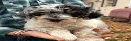 Mixed Breed dogs for sale: Meet Gena – Blue-Eyed Blue Merle Female Mini Bernedoodle Puppy for Sale | Twin Falls, Idaho - Ad 2