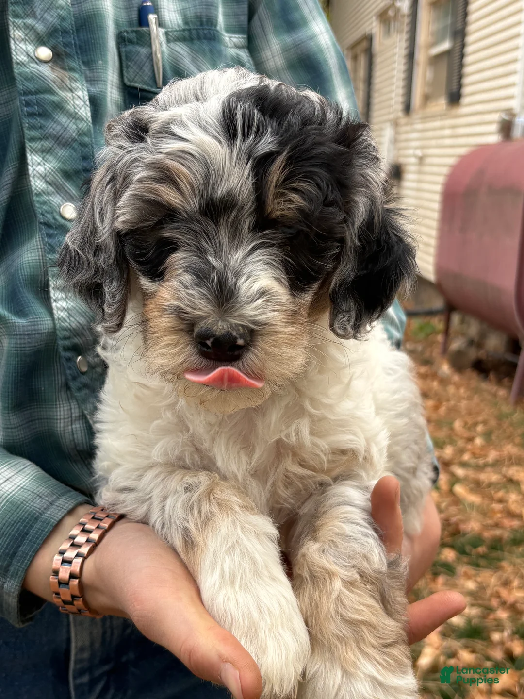 Mixed Breed dogs for sale: Meet Gena – Blue-Eyed Blue Merle Female Mini Bernedoodle Puppy for Sale | Twin Falls, Idaho - Ad 2