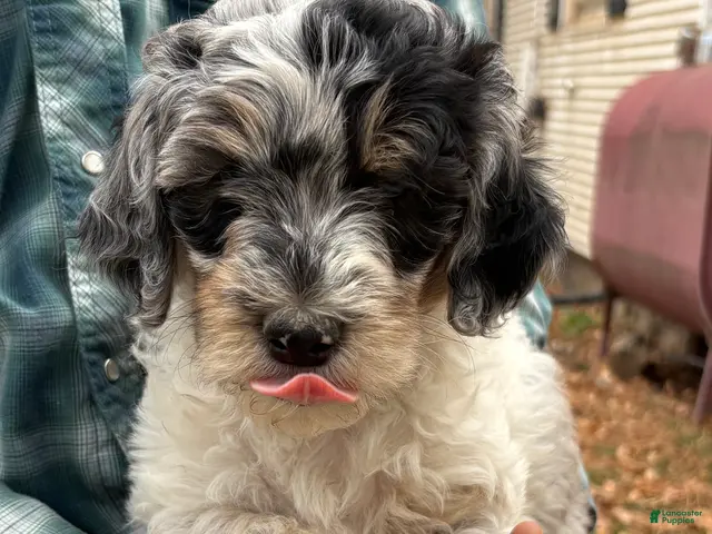Mixed Breed dogs for sale: Meet Gena – Blue-Eyed Blue Merle Female Mini Bernedoodle Puppy for Sale | Twin Falls, Idaho - Ad 2
