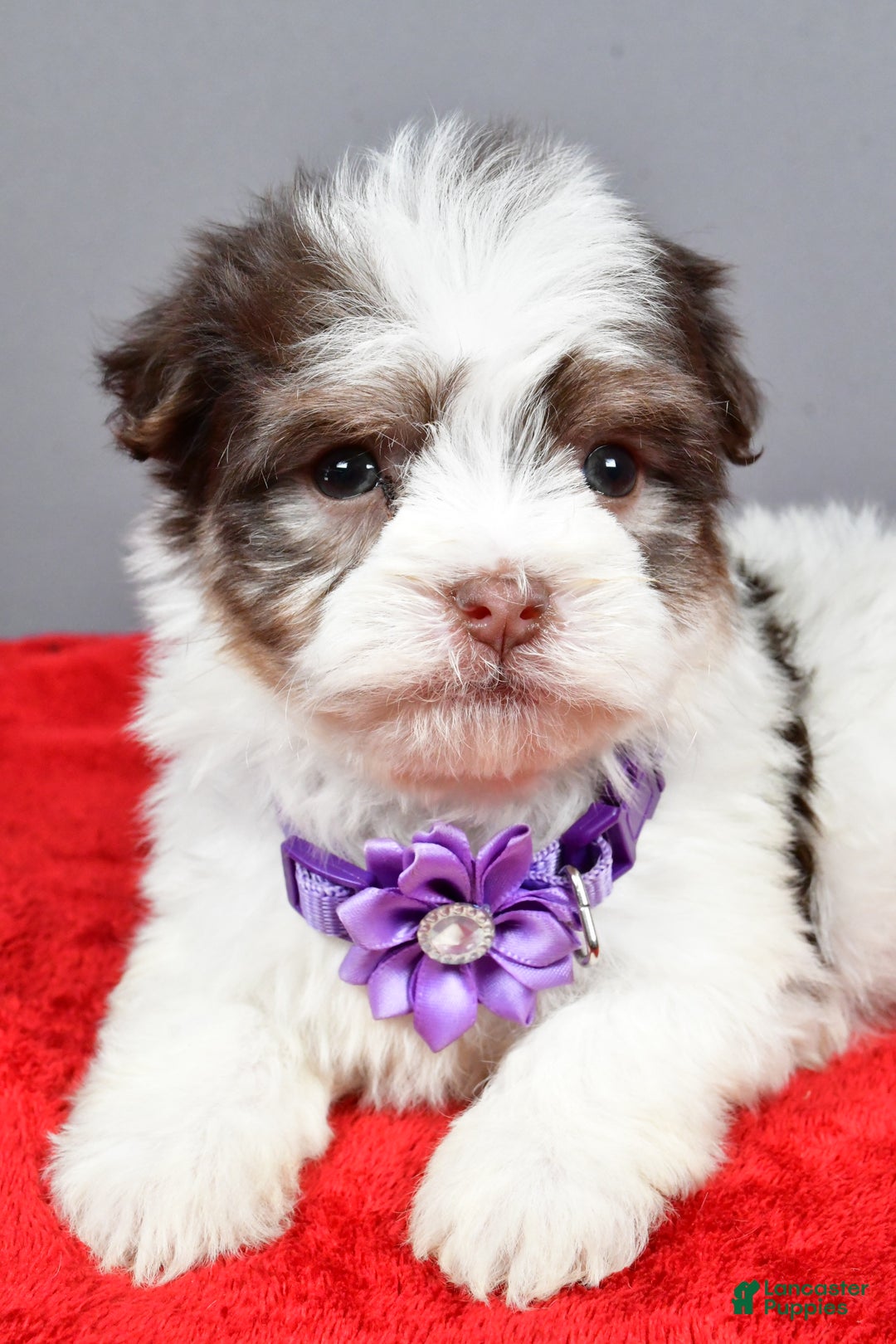 Havanese dogs for sale: Callie - Ad 5