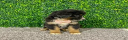 Miniature Australian Shepherd dogs for sale: Zelda - Ad 2