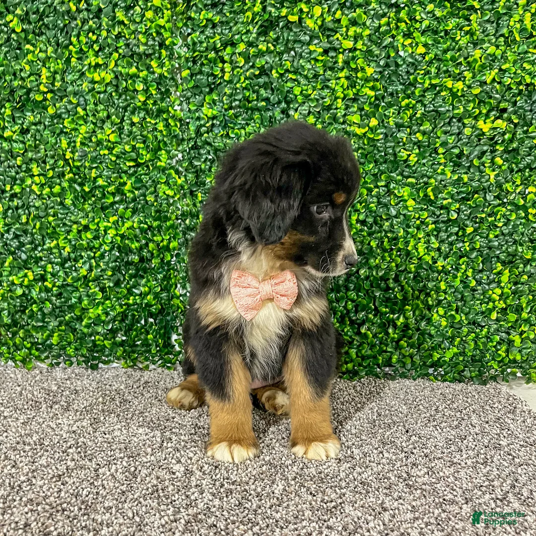 Miniature Australian Shepherd dogs for sale: Zelda - Ad 2