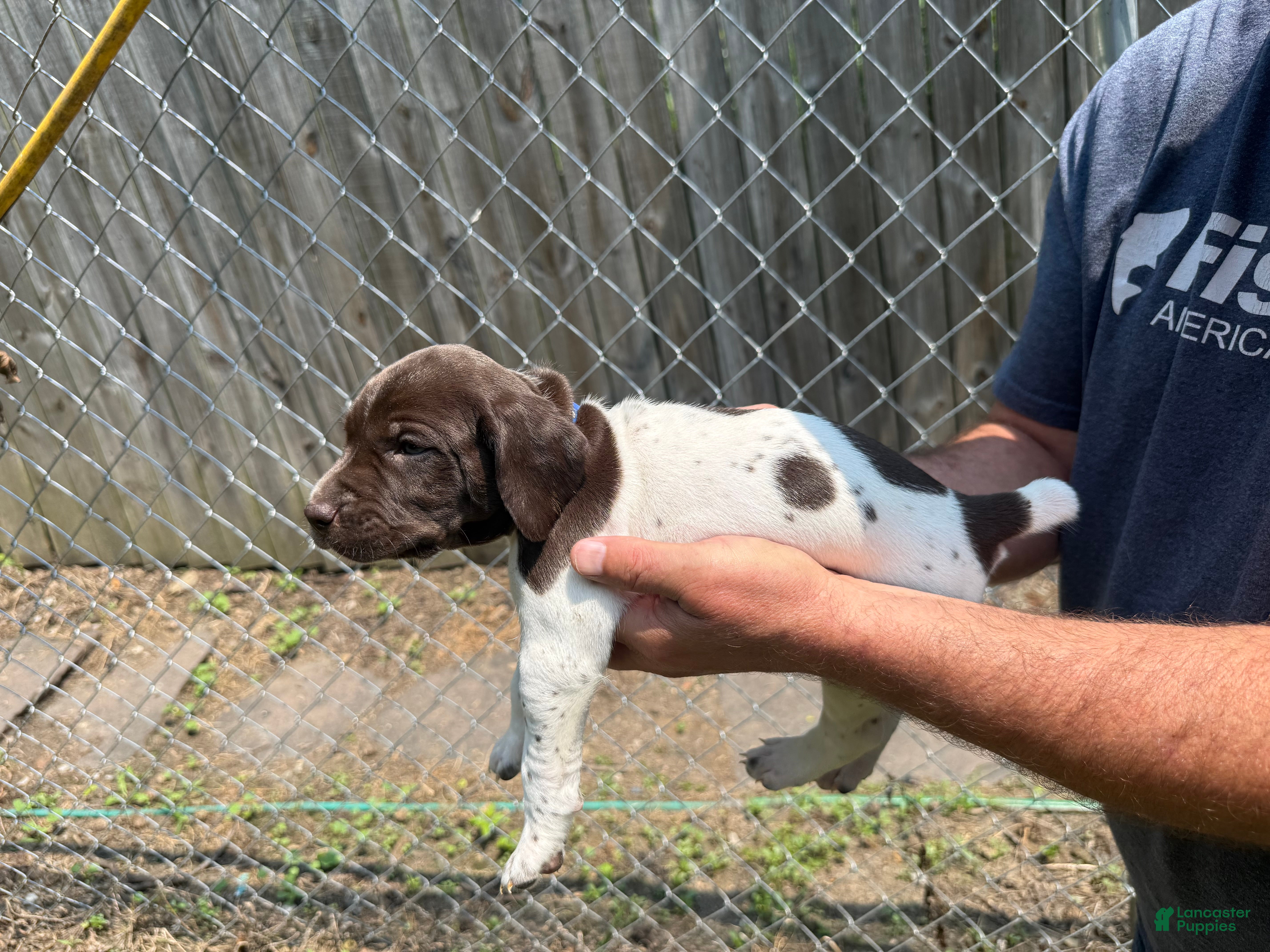 German Shorthaired Pointer dogs Blueberry  - Ad 16