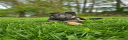 German Shepherd dogs for sale: Hunter  - Ad 6