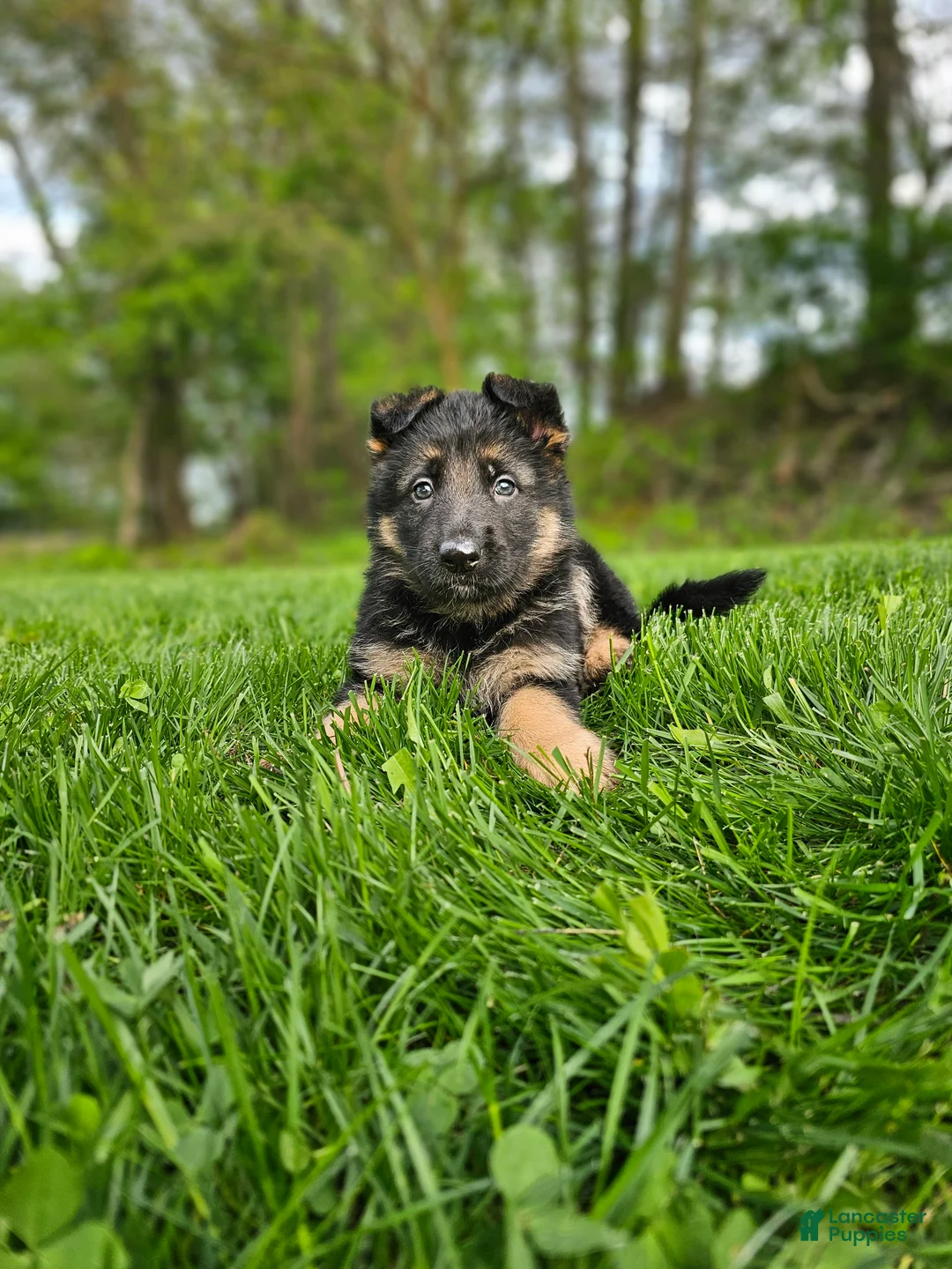 German Shepherd dogs for sale: Hunter  - Ad 6