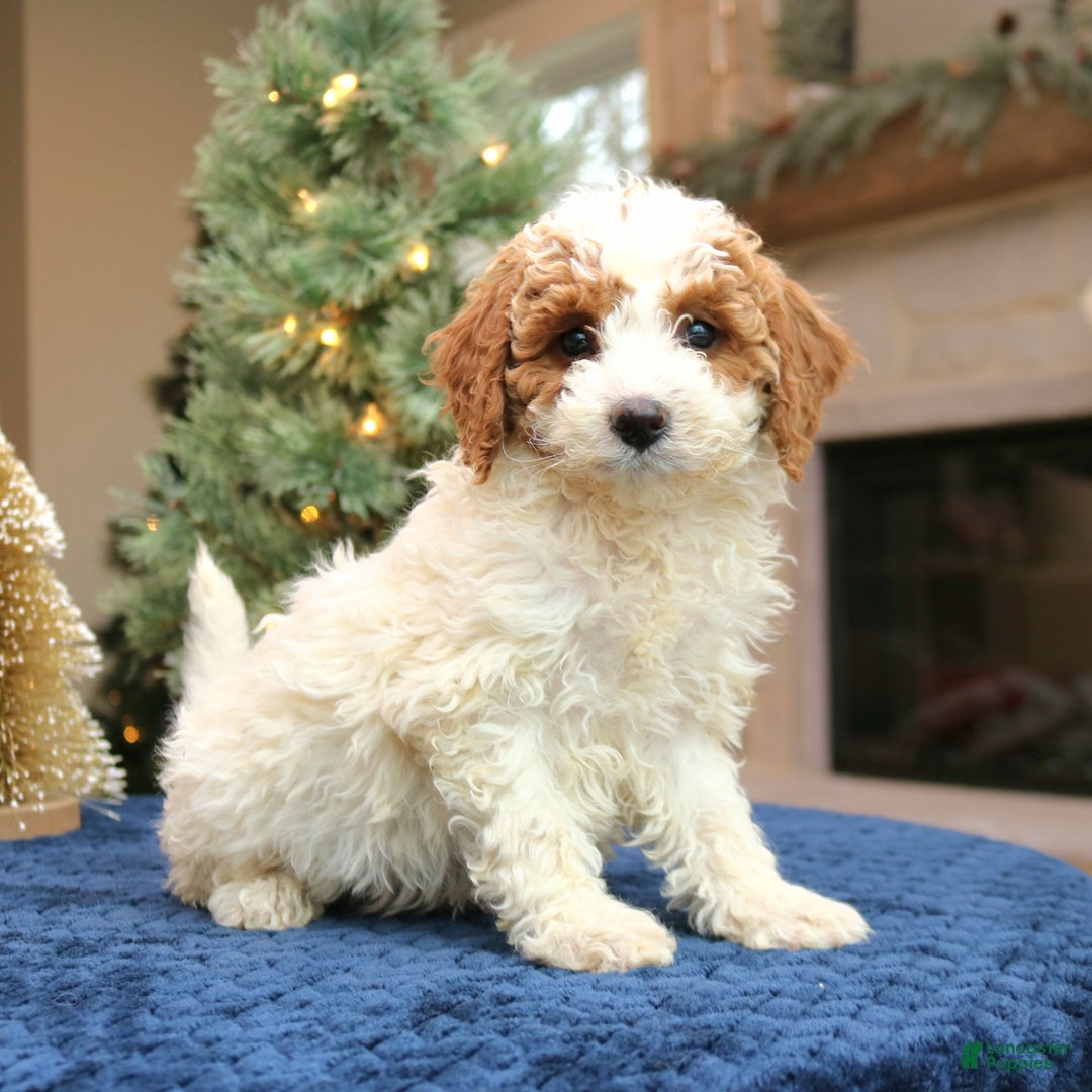 Mini Goldendoodle dogs for sale: Odette  - Ad 4