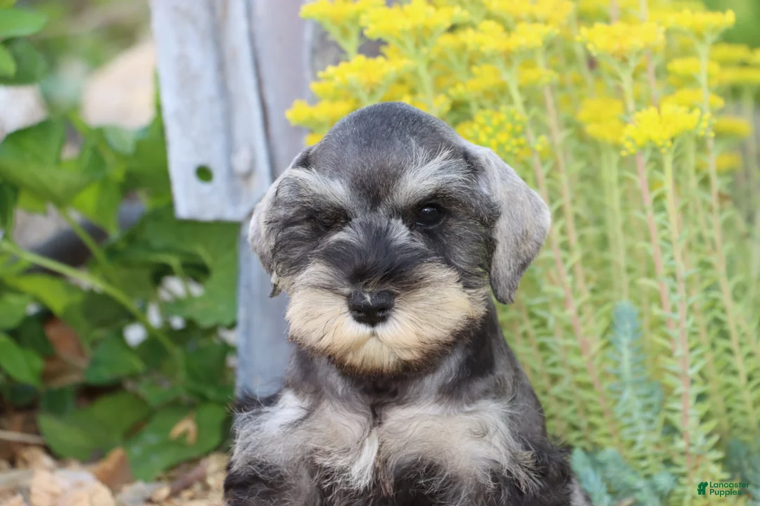 Miniature Schnauzer dogs for sale: Twila - Ad 13