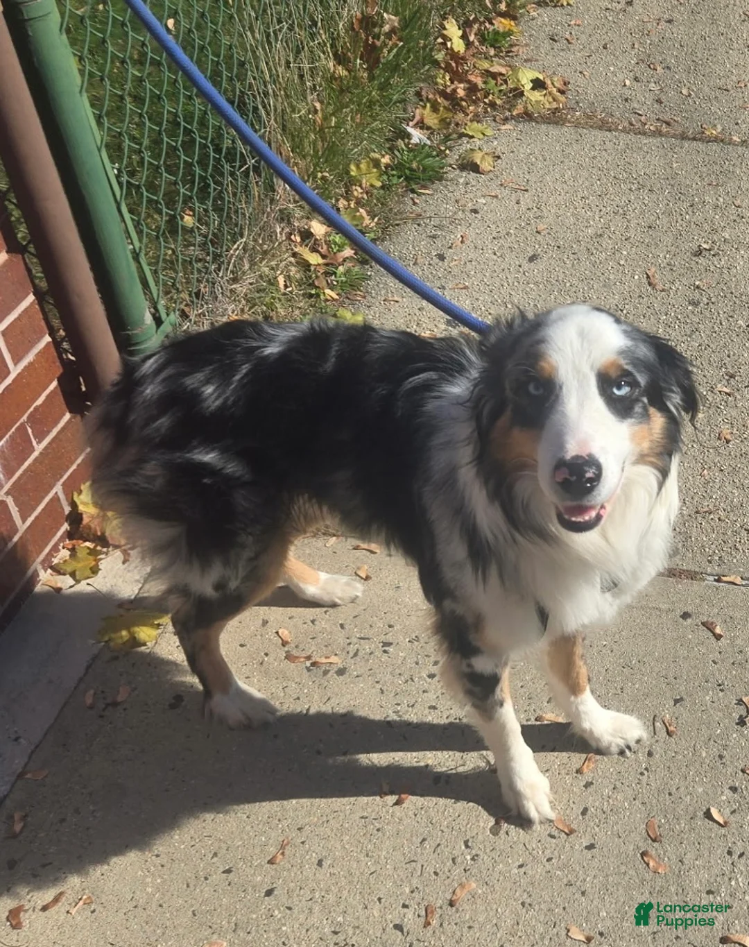 Australian Shepherd dogs for sale: Ziggy - Ad 2