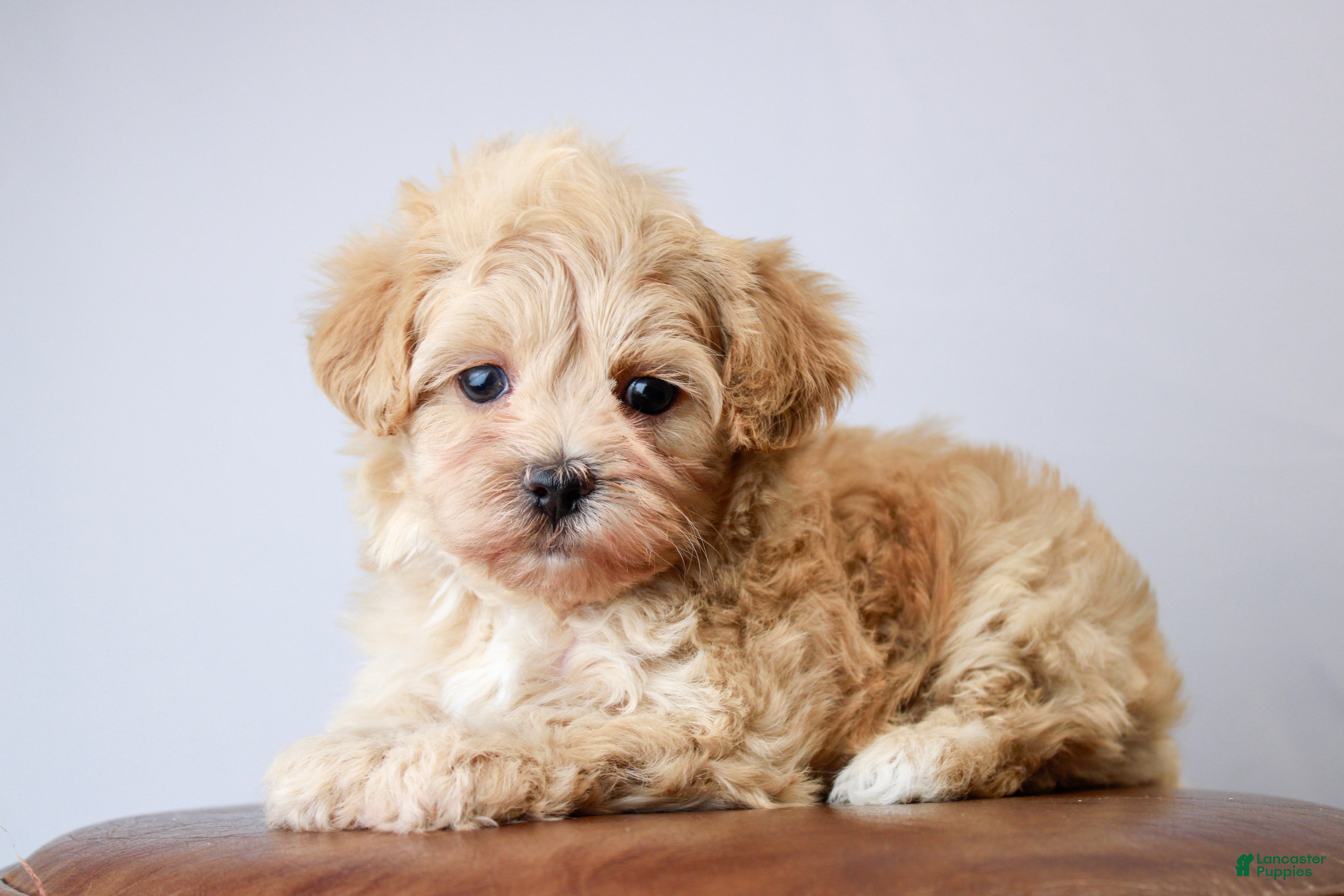 Maltipoo dogs Pippin - Ad 1