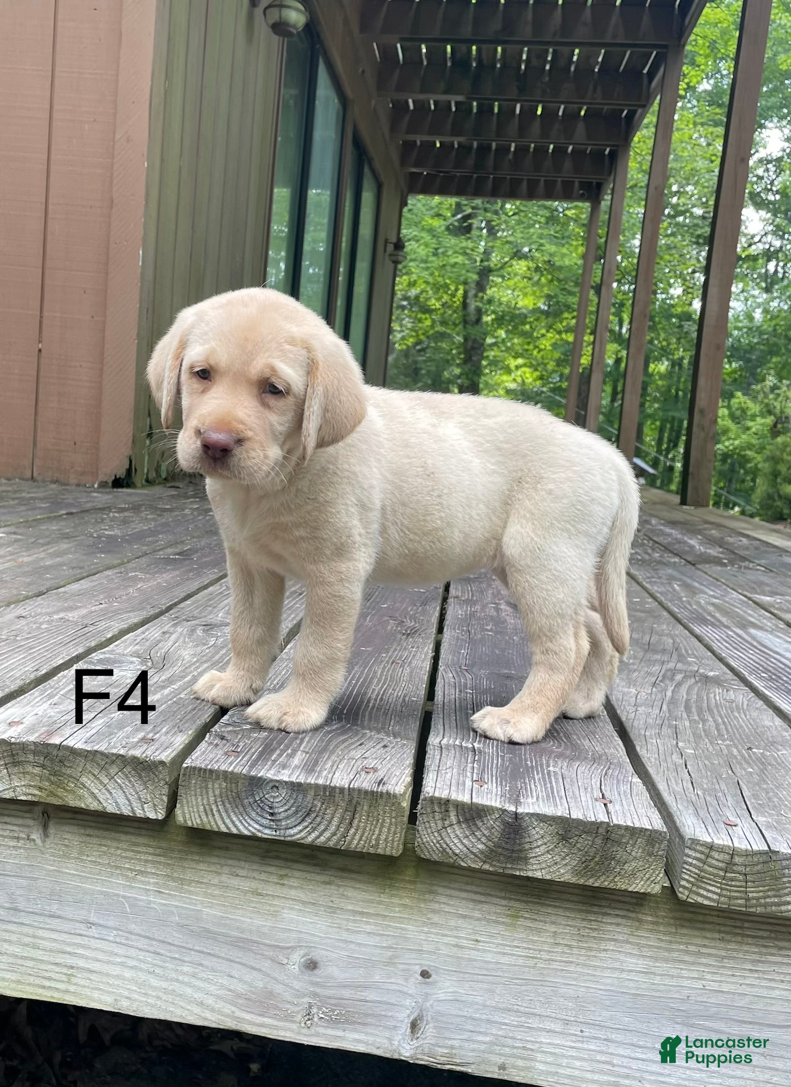 Labrador Retriever dogs Labrador Retriever 4 - Ad 37