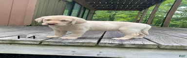 Labrador Retriever 4