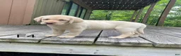Labrador Retriever dogs for sale: Labrador Retriever 4 - Ad 1