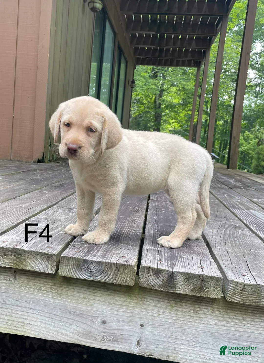 Labrador Retriever dogs for sale: Labrador Retriever 4 - Ad 1
