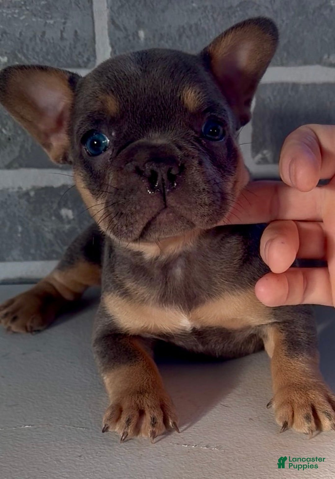 French Bulldog dogs for sale: Bluey - Ad 1