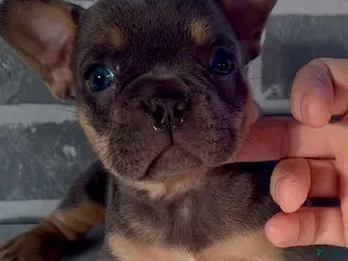 French Bulldog dogs Bluey - Ad 21