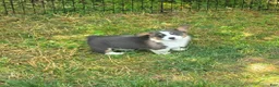 Welsh Corgi Pembroke dogs for sale: Larry the low rider - Ad 6