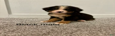 Black male 