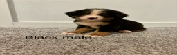 Bernese Mountain Dog dogs for sale: Black male  - Ad 1