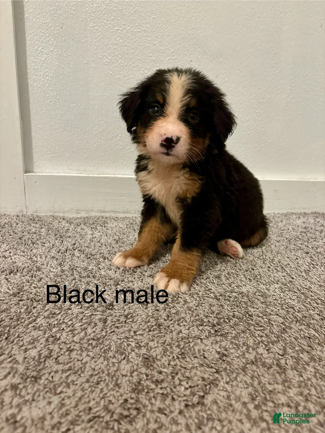 Bernese Mountain Dog dogs for sale: Black male  - Ad 1