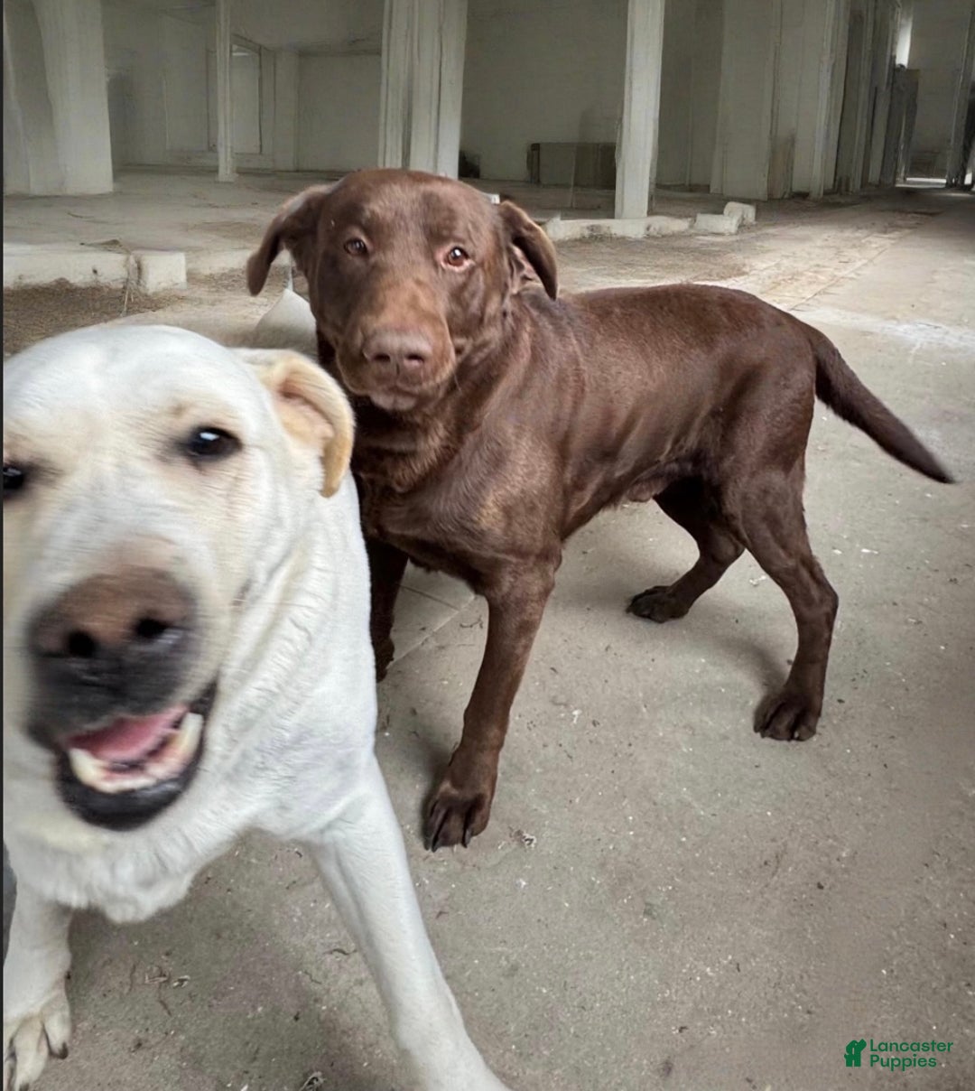 Labrador Retriever dogs for sale: Ebony❤️🐾AKC Hip Cert English Labs❤️🐾Call 717-663-8617 - Ad 3