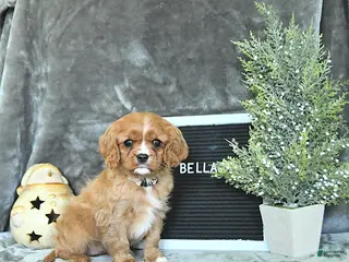 Cavalier King Charles Spaniel dogs Bella - Ad 11
