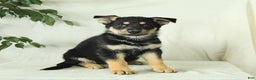 Gerberian Shepsky dogs for sale: Meadow - Ad 4