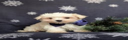 Maltese dogs for sale: Augustus 7 lbs Full Grown - Ad 2
