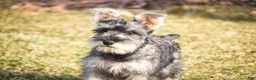 Miniature Schnauzer dogs for sale: Maggie - Ad 7
