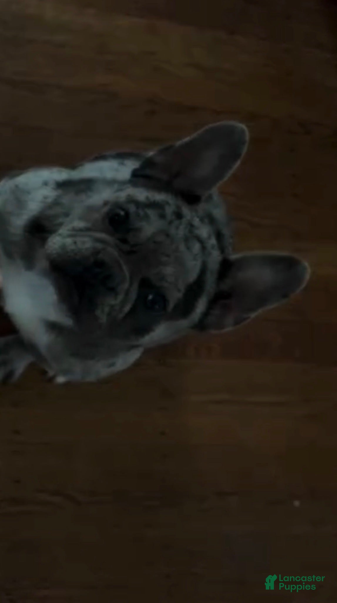 French Bulldog dogs Bear 💙 - Ad 2