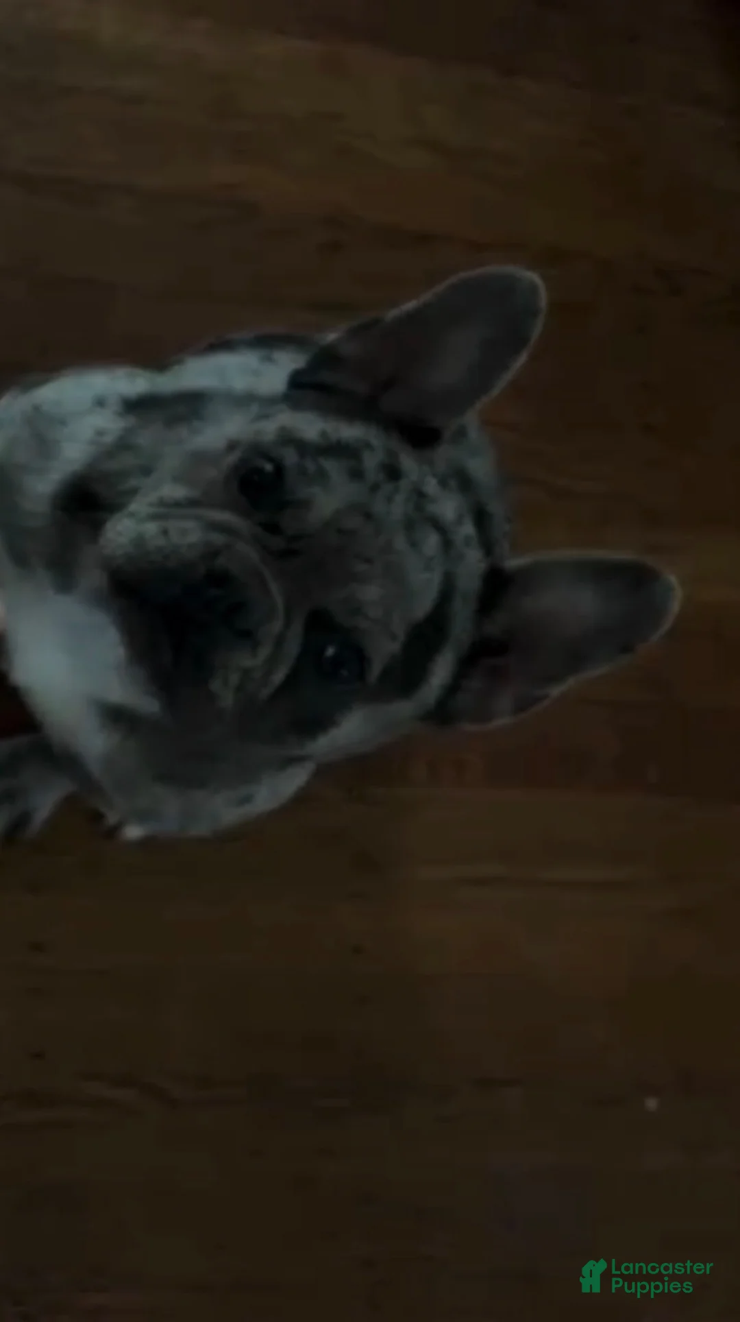 French Bulldog dogs for sale: Panda - Ad 2