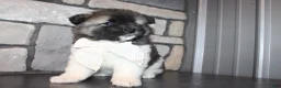 Akita dogs for sale: AKC Riley - Ad 6