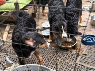 Bernese Mountain Dog dogs - Ad 36