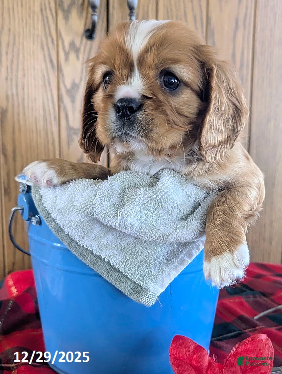 Cavalier King Charles Spaniel dogs for sale: Cody - Ad 3