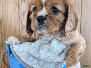 Cavalier King Charles Spaniel dogs Cody - Ad 21